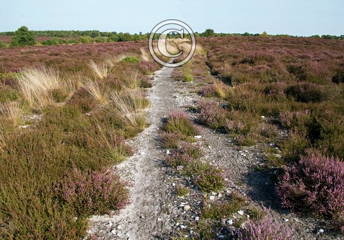  Westleton Heath Suffolk DM21670 